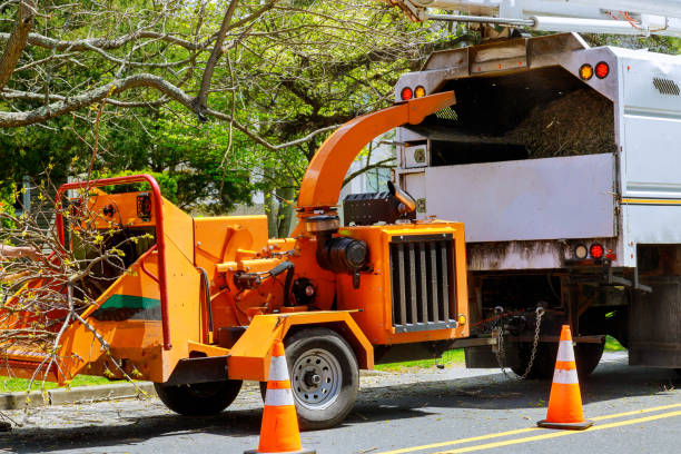 How Our Tree Care Process Works  in San Jacinto, CA